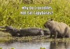 Why Do Crocodiles Not Eat Capybaras?