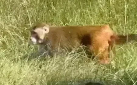 Mississippi Woman Fatally Shoots Escaped Research Monkey