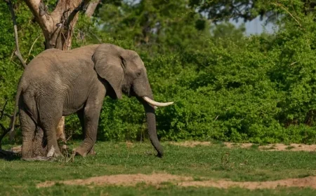 Family Seeks Report After Woman Killed by Elephant