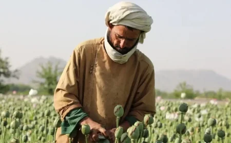 Afghan Opium Output Drops After Taliban Ban – UN