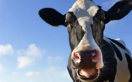 Methane-reduction cow feed trials conclude