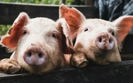 Hundreds of pigs die in farm shed fire