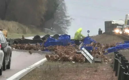 Busy main road partially closed due to chicken escape
