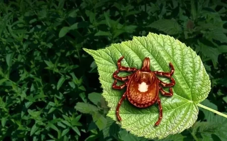 Red Meat allergy ,A man has died in New Jersey