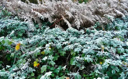 Met Office maps show Siberian snow and ice blast to hit parts