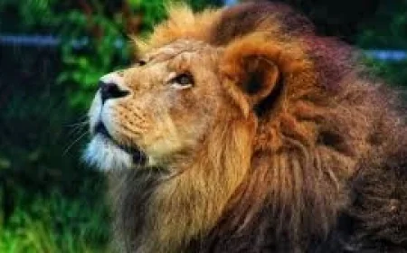 Azizi beloved lion at Moncton zoo remembered as gentle prankster