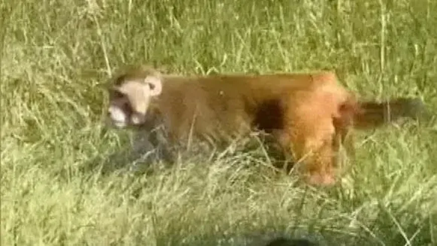 Mississippi Woman Fatally Shoots Escaped Research Monkey