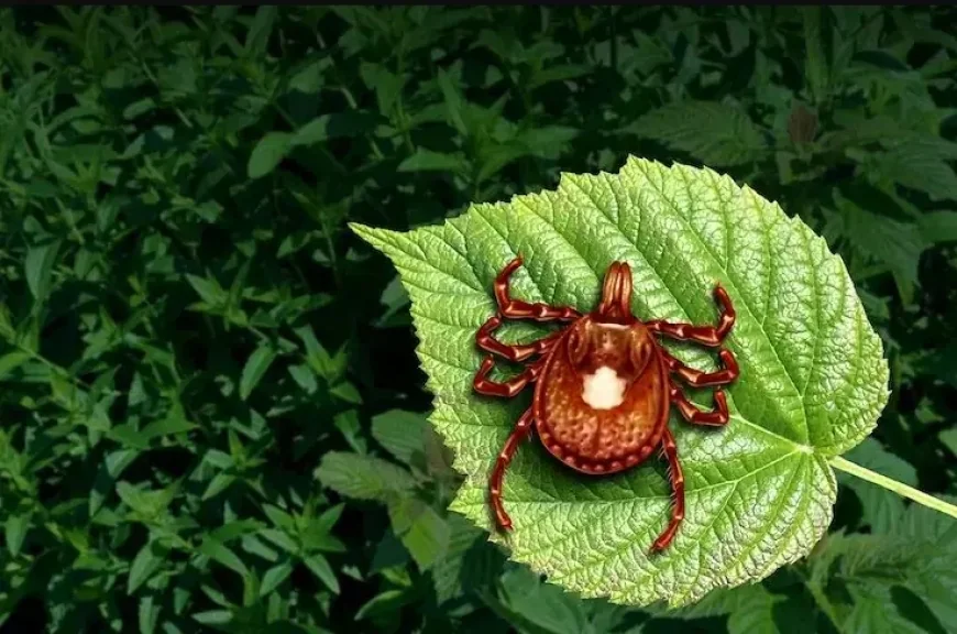 Red Meat allergy ,A man has died in New Jersey