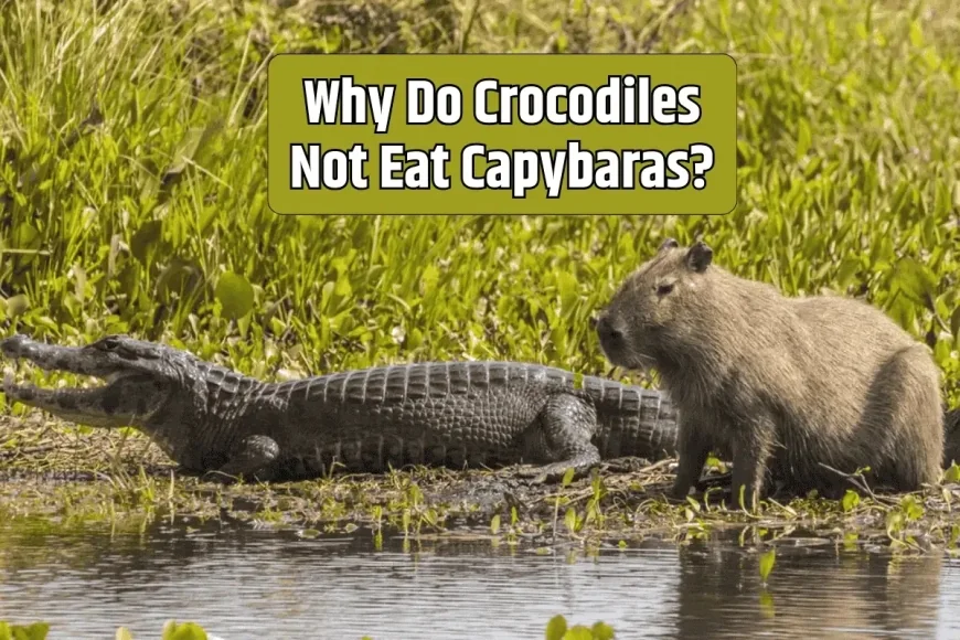 Why Do Crocodiles Not Eat Capybaras?