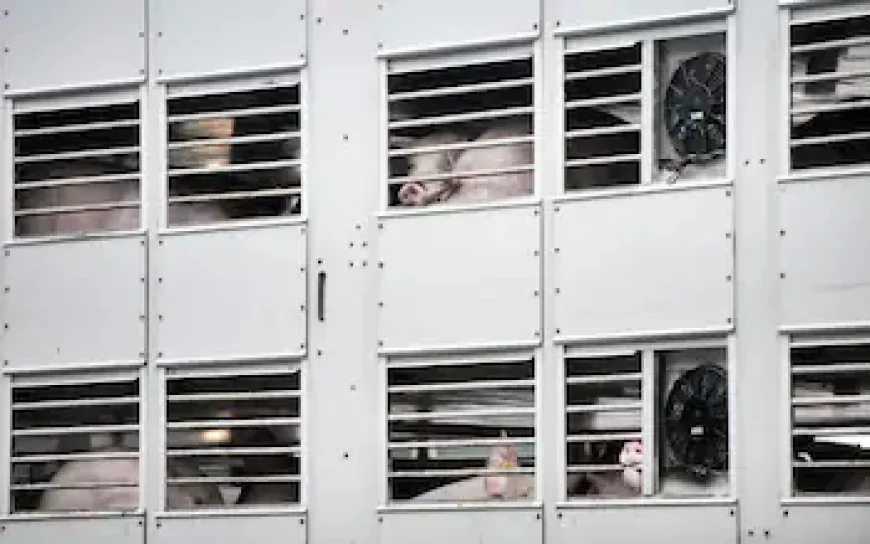 Starmer Warns EU: No UK Animal Slaughter