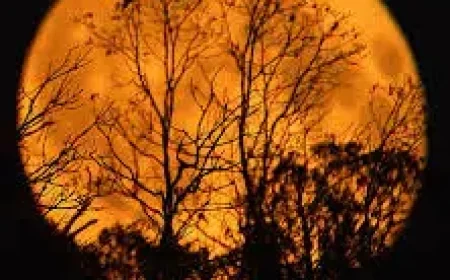 Last Supermoon of 2025 Shines Worldwide