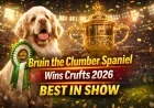 Bruin the Clumber Spaniel Wins Crufts 2026 Best in Show